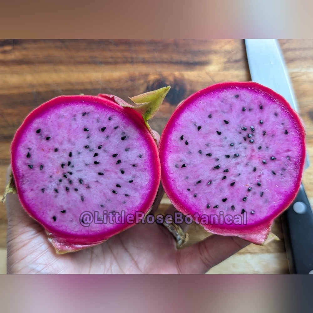 Physical Graffiti Dragon Fruit Cutting 6" plus